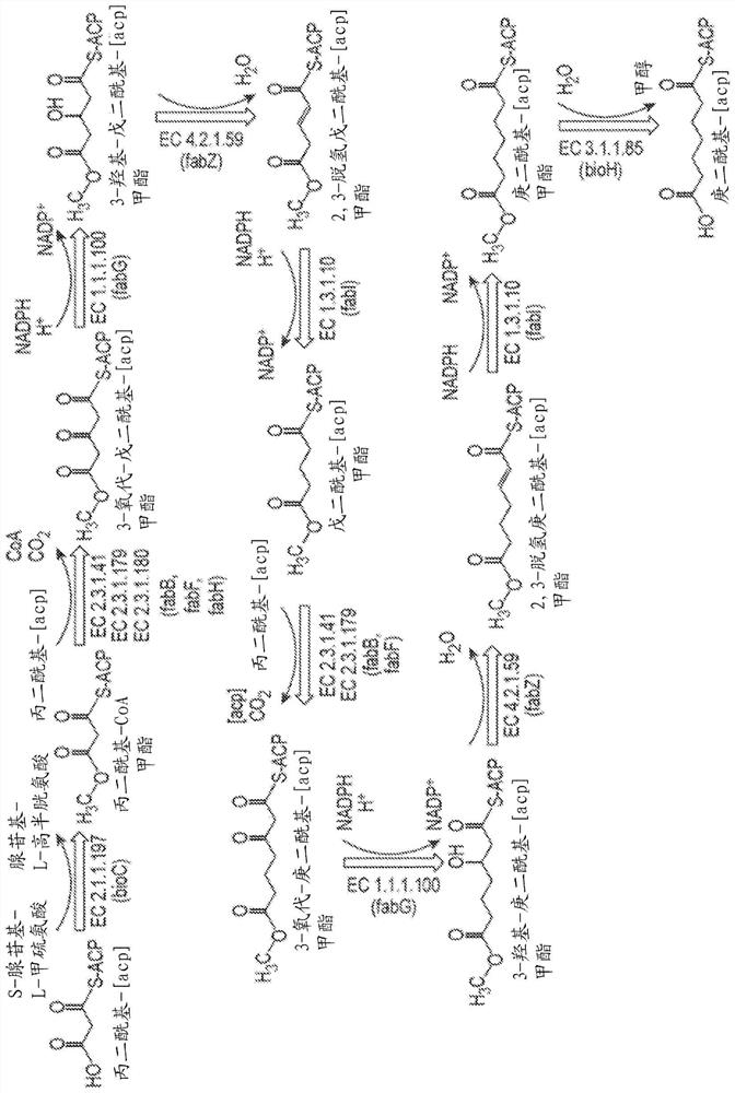 Materials and methods for biosynthetic manufacture of pimelic acid and utilization of synthetic polypeptides