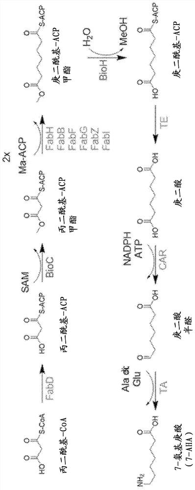 Materials and methods for biosynthetic manufacture of pimelic acid and utilization of synthetic polypeptides