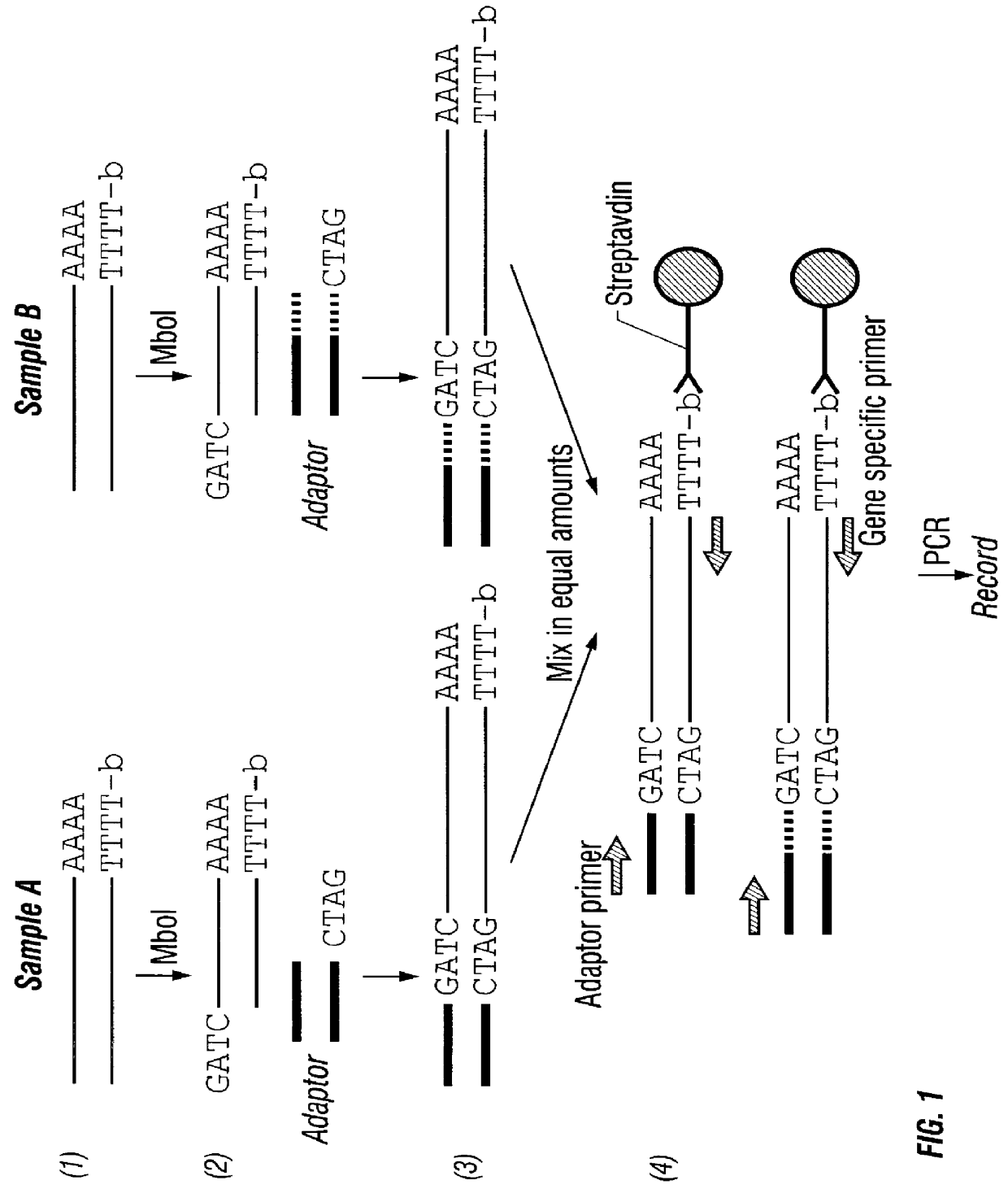 Method for quantitatively determining the expression of a gene