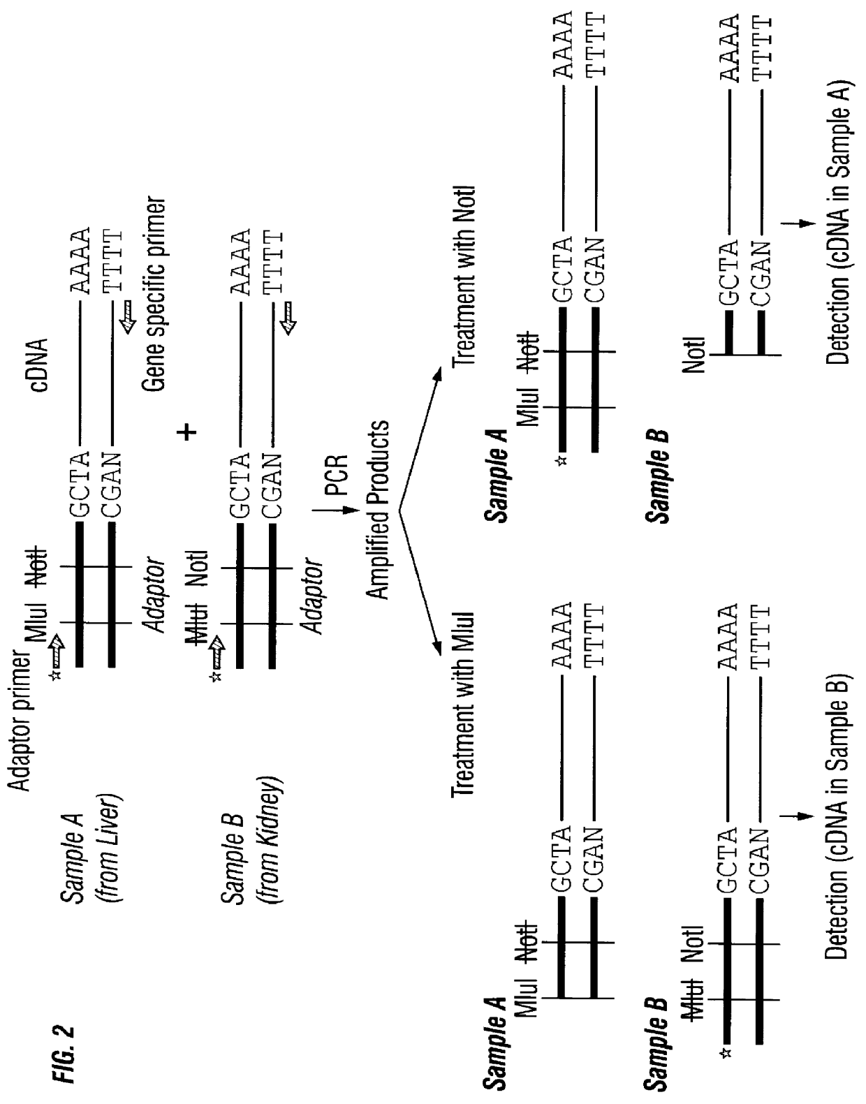 Method for quantitatively determining the expression of a gene