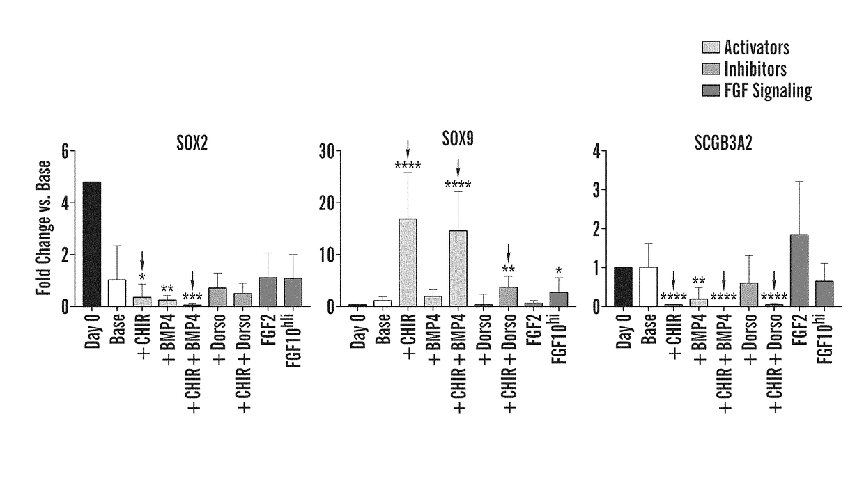 Generation of airway epithelial organoids from human pluripotent stem cells