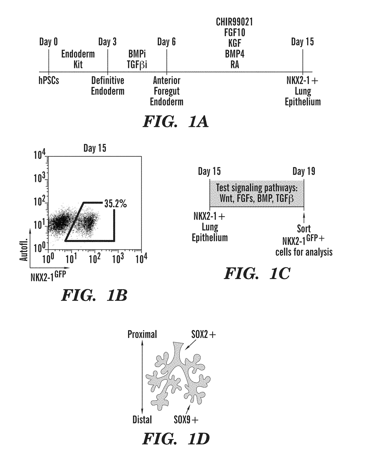 Generation of airway epithelial organoids from human pluripotent stem cells