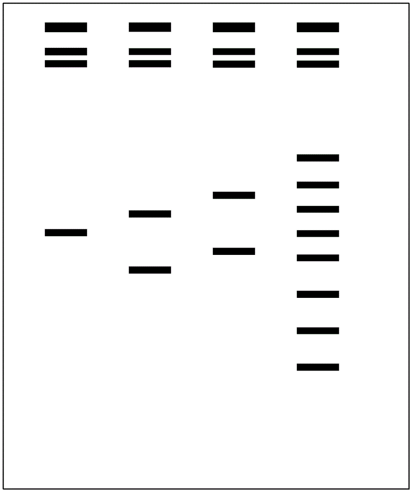 Flight mass spectrum biochip for career potential assessment and its detection method