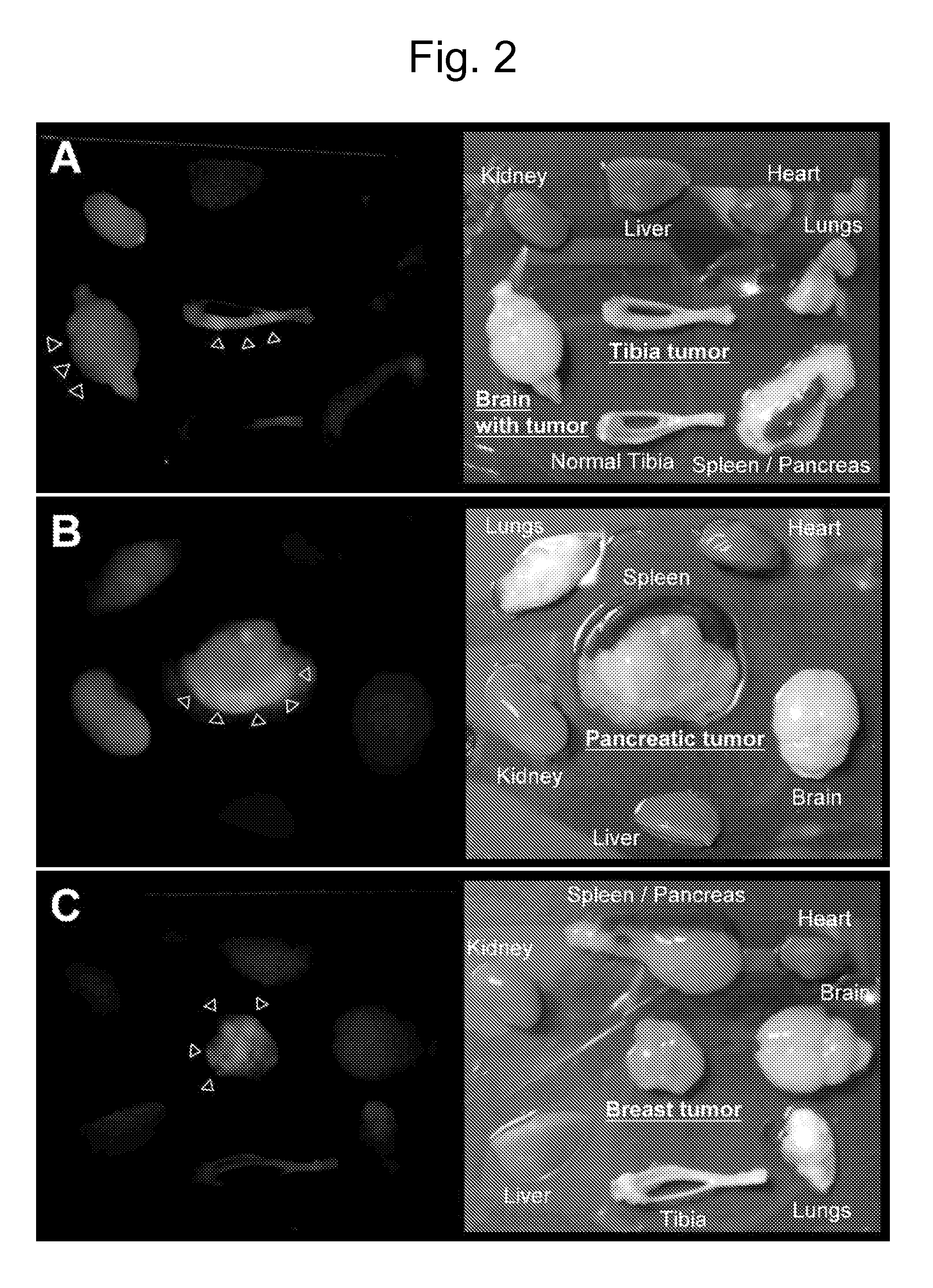 Methods and compositions related to internalizing rgd peptides