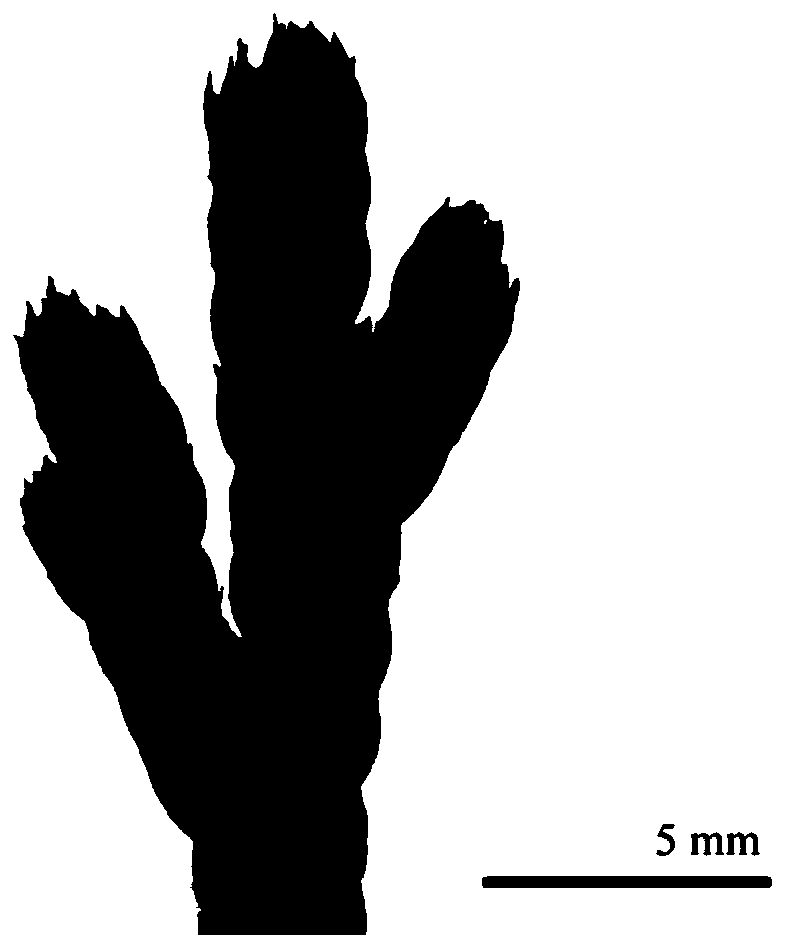 Resurrection plant selaginella pulvinata maxim tissue culture propagation method