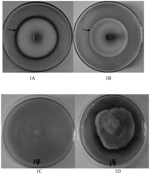 Method for preparing rhizoma smilacis glabrae extract, rhizoma smilacis glabrae extract and application of extract