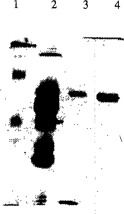 Method for separating L-amino-acid oxidase from venin