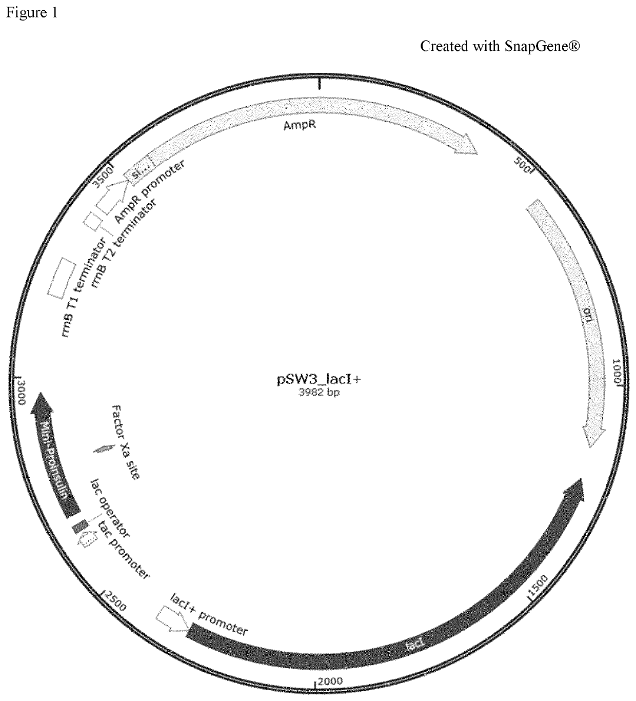 Method for reducing misincorporation of non-canonical branched-chain amino acids