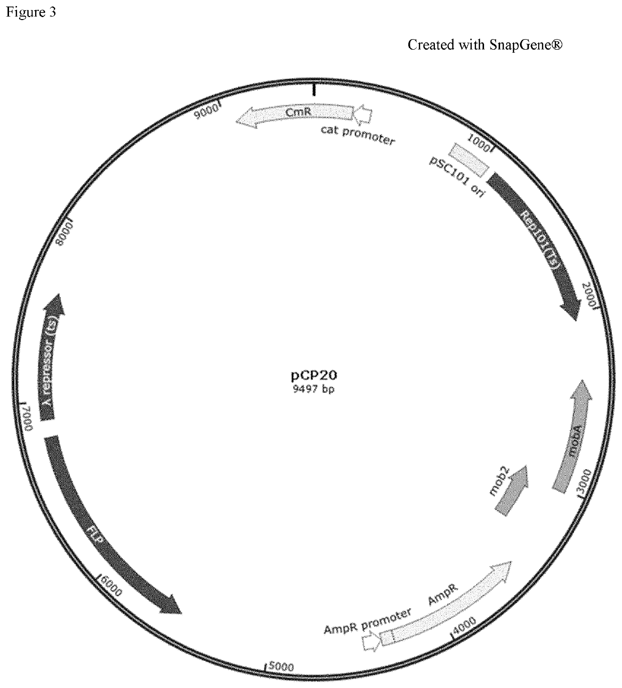 Method for reducing misincorporation of non-canonical branched-chain amino acids