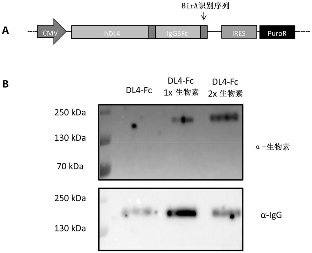 Method for generating cells of t cell lineage