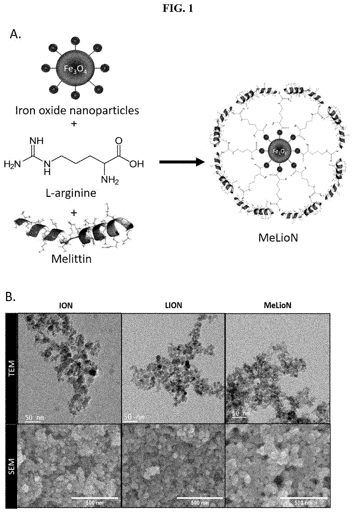 Composition for preventing, ameliorating, or treating cerebrovascular disease comprising melittin or magnetic iron oxide nanoparticle loaded with melittin as effective component