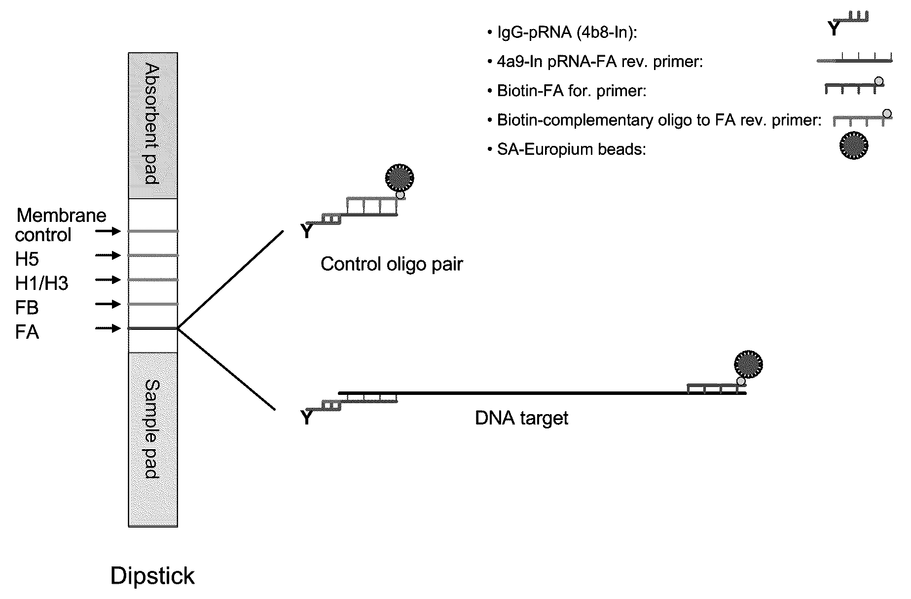 Methods for detecting nucleic acids in a sample