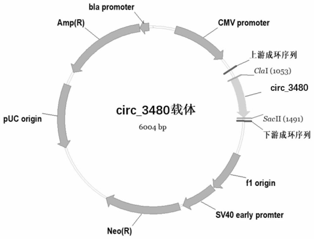 Application of circ_3480 in the preparation of nasopharyngeal carcinoma treatment preparations and treatment preparations