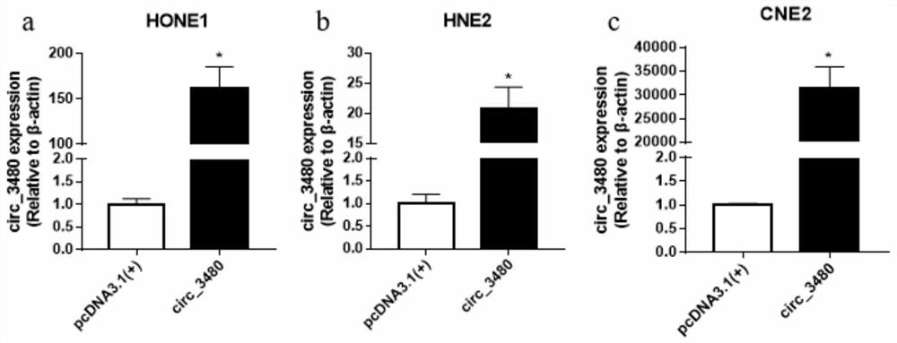 Application of circ_3480 in the preparation of nasopharyngeal carcinoma treatment preparations and treatment preparations