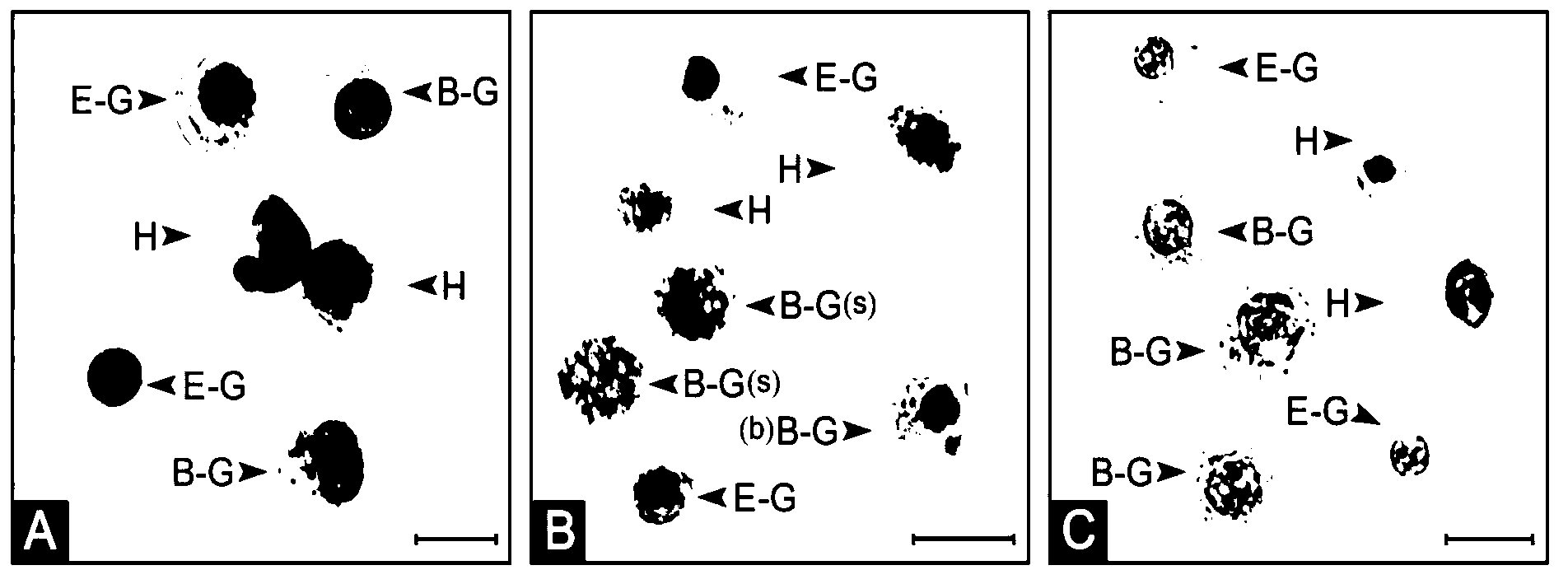 Method for differentiating shellfish granular blood cell types