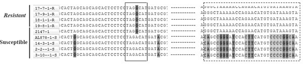 A kind of kasp marker and its application to detect the powdery mildew resistance gene of Goatweed