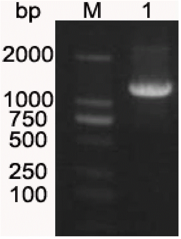 A kind of Escherichia coli dna photorepair enzyme and construction method thereof