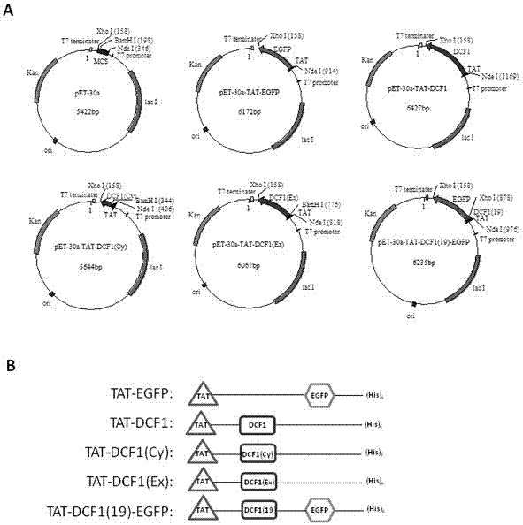 Novel application of fusion protein TAT-DCF1