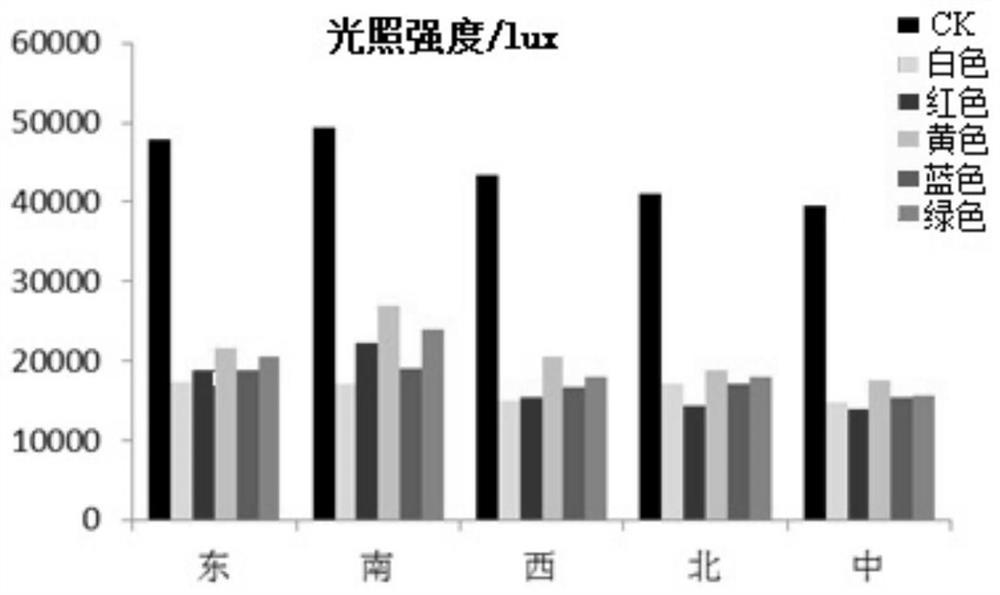 A cultivation method for increasing the fruit size of red bayberry by using colored shed film