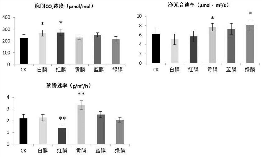 A cultivation method for increasing the fruit size of red bayberry by using colored shed film