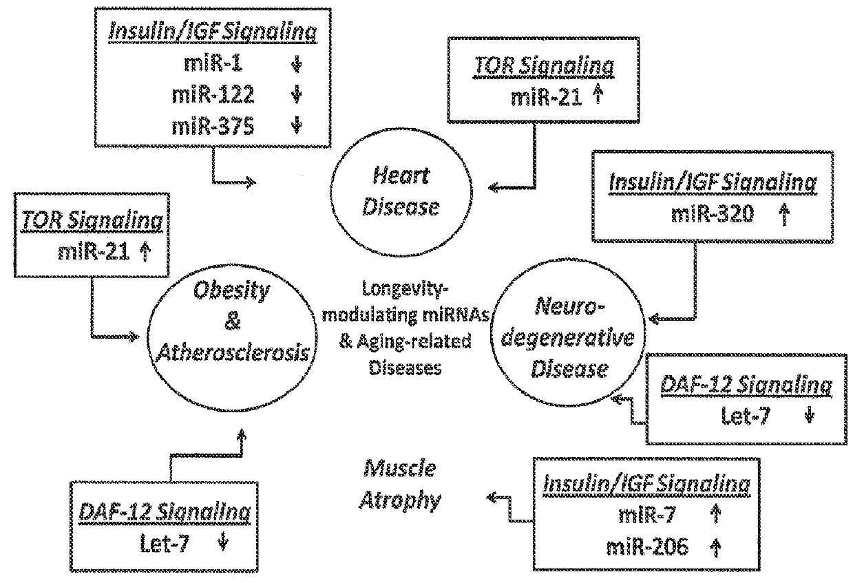 PANEL OF microRNA BIOMARKERS IN HEALTHY AGING