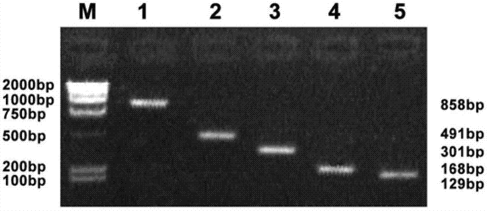 Myocardial specific promoter