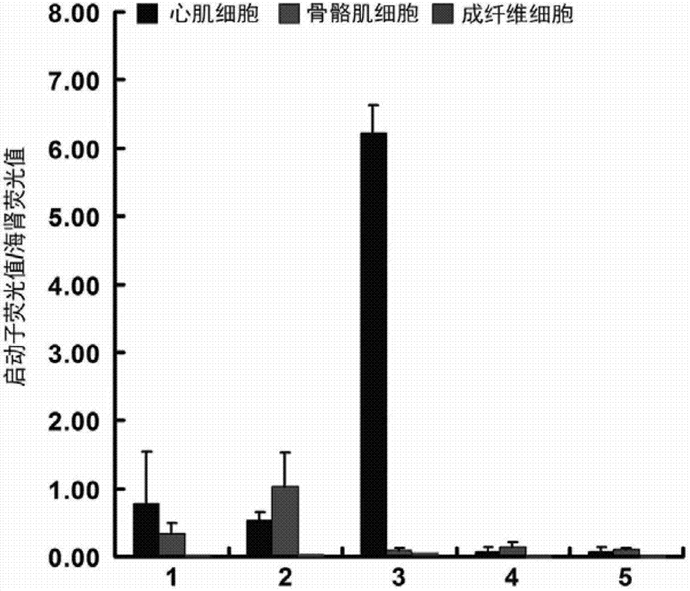 Myocardial specific promoter