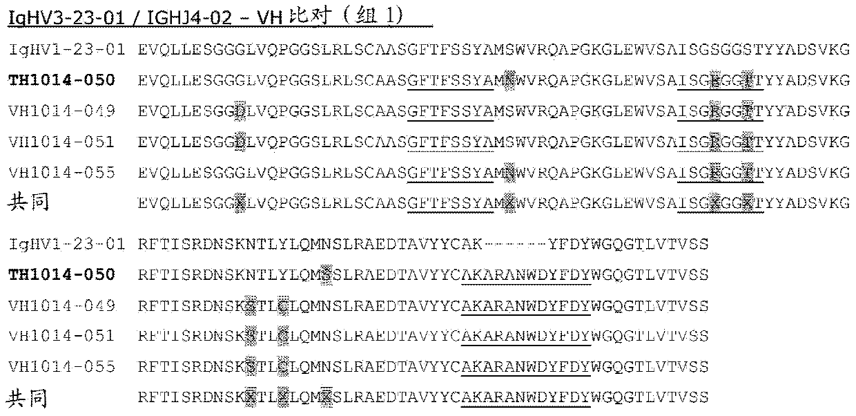 Bispecifc antibodies against HER2