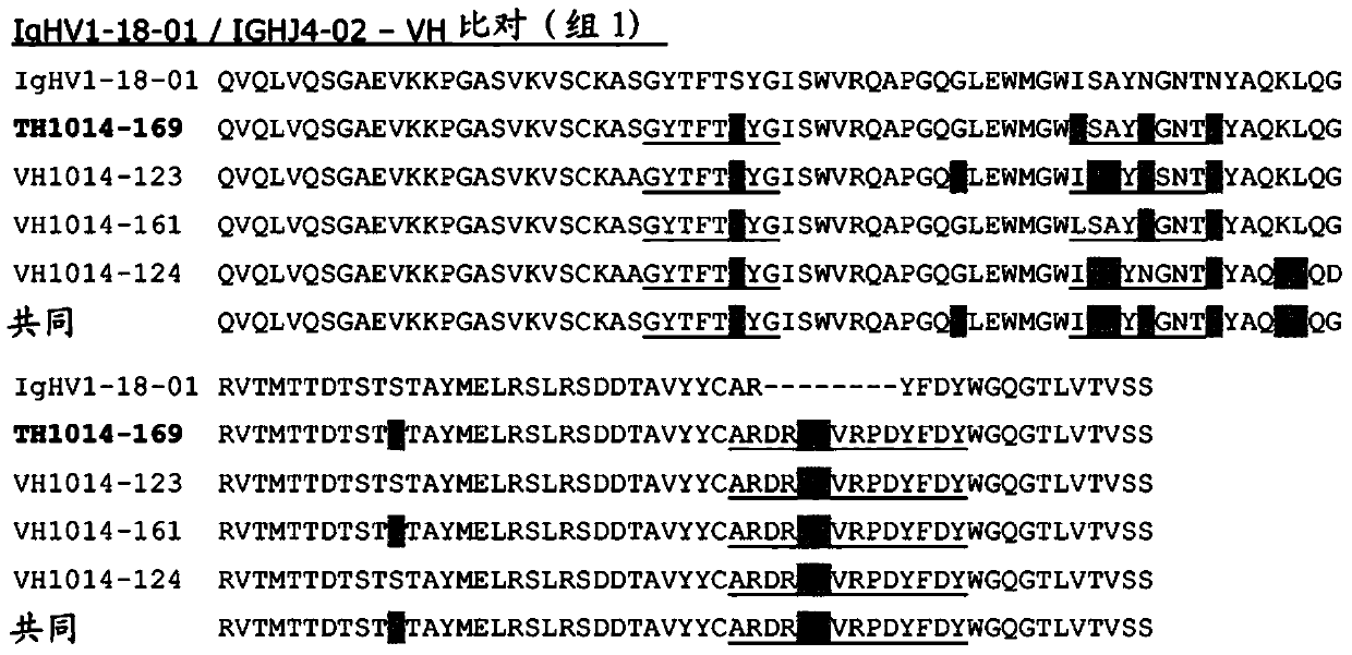 Bispecifc antibodies against HER2