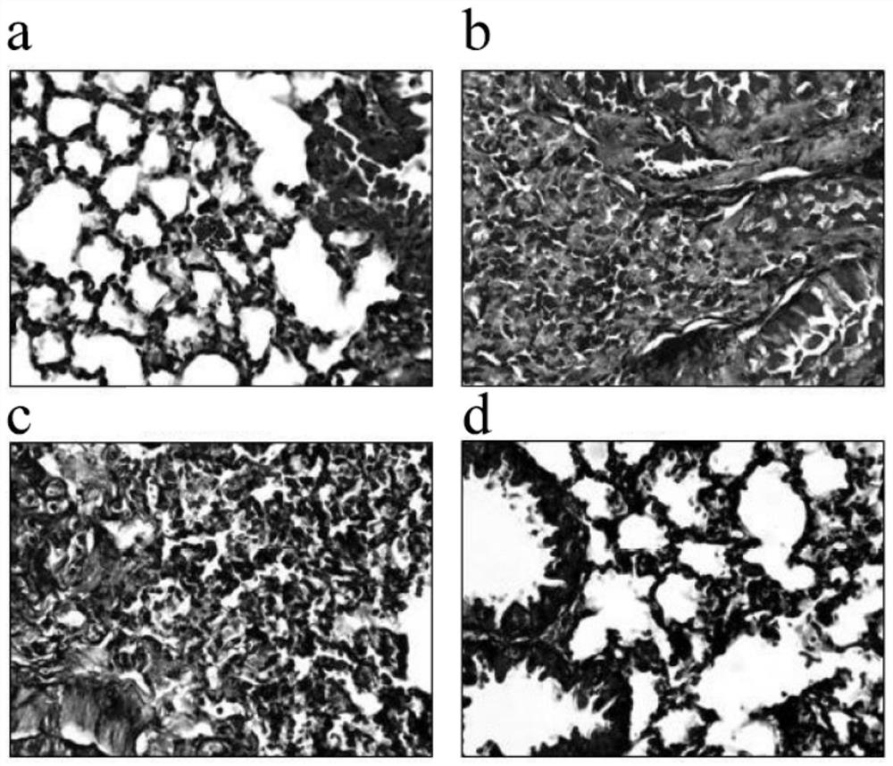 Application of Small Molecular Fucoidan in the Preparation of Medicines for Preventing Pneumonia Caused by Radiation