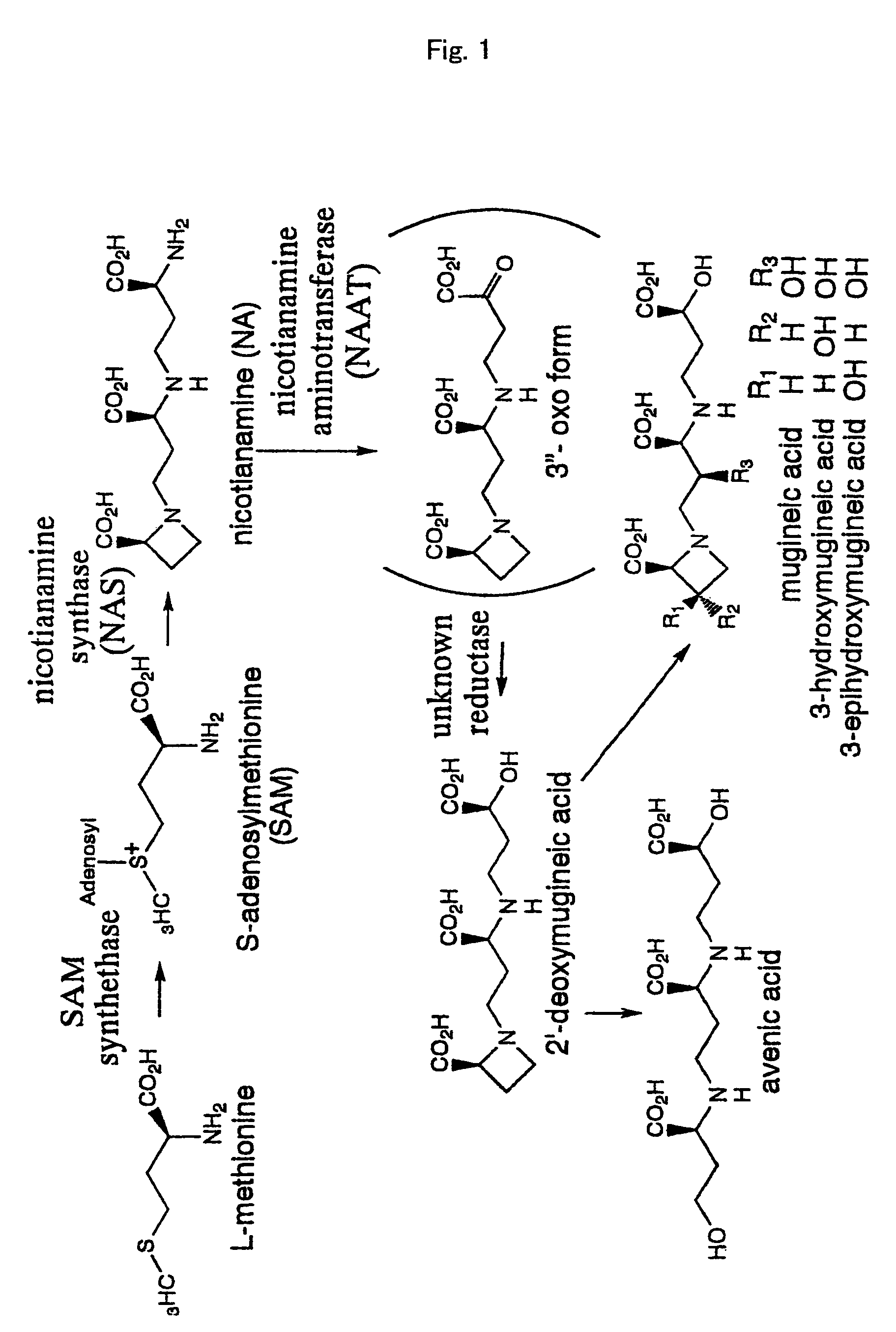 Nicotianamine synthase and gene encoding the same