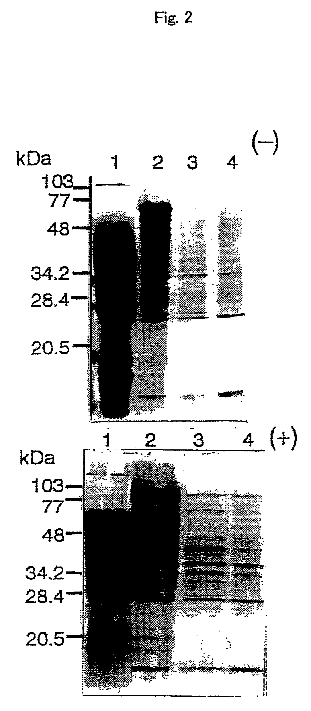 Nicotianamine synthase and gene encoding the same