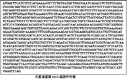 Transgenic plant plasmid p3301-121-ZnT1 for repairing polluted water bodies and application thereof