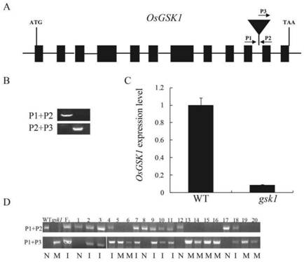 Method for regulating and controlling salt tolerance of rice