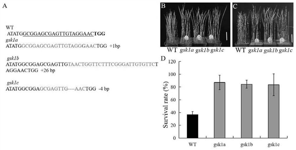 Method for regulating and controlling salt tolerance of rice