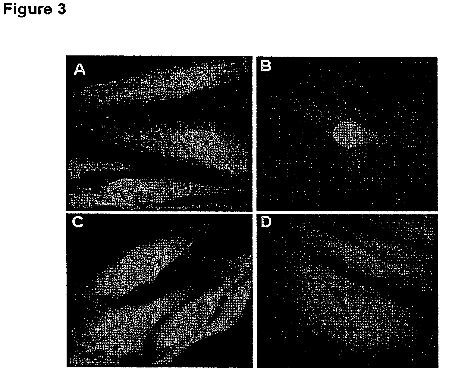 Peptide carrier for delivering siRNA into mammalian cells