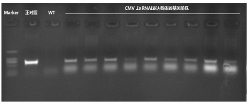 A method of cultivating anti-cucumber mosaic virus plants