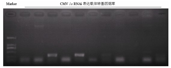 A method of cultivating anti-cucumber mosaic virus plants