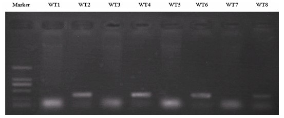 A method of cultivating anti-cucumber mosaic virus plants