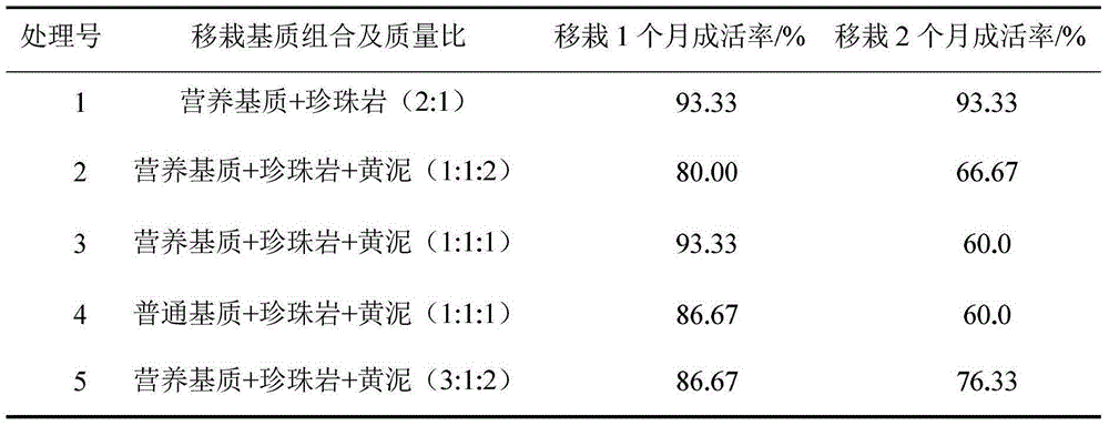 Tissue culture seedling raising method for Hesong grass