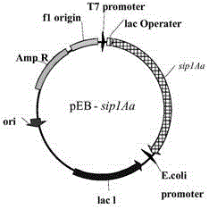 Insecticidal gene sip1A secreted by bacillus thuringiensis as well as expression protein and application thereof