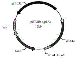 Insecticidal gene sip1A secreted by bacillus thuringiensis as well as expression protein and application thereof