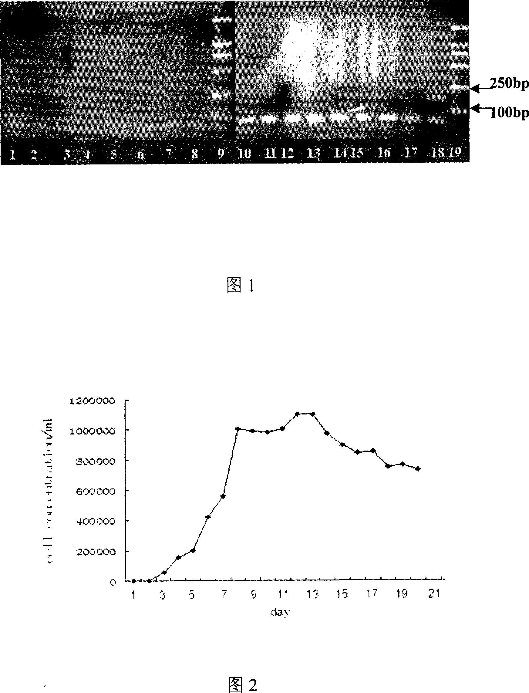 Skeletonema costatum PCNA gene detecting method