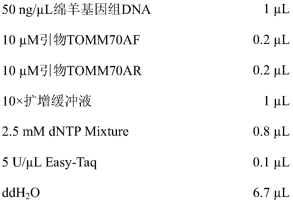 Molecular marker primer pair capable of predicting and identifying the natural length of sheep and wool and application thereof