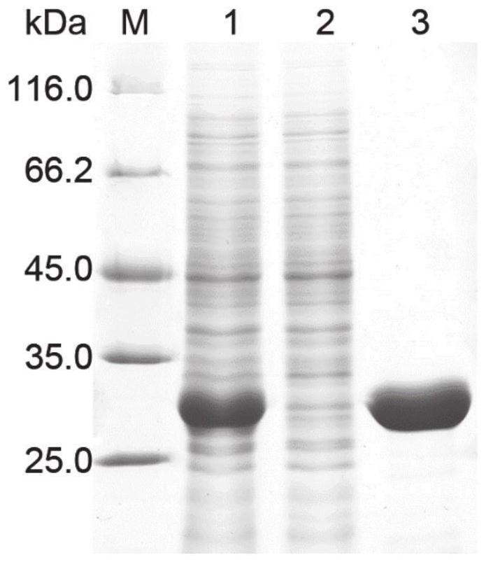 A transcription regulator specifically responsive to d-2-hydroxyglutarate and its application