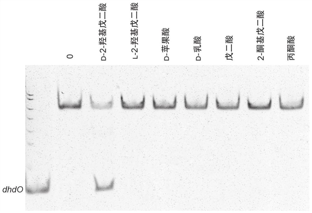 A transcription regulator specifically responsive to d-2-hydroxyglutarate and its application