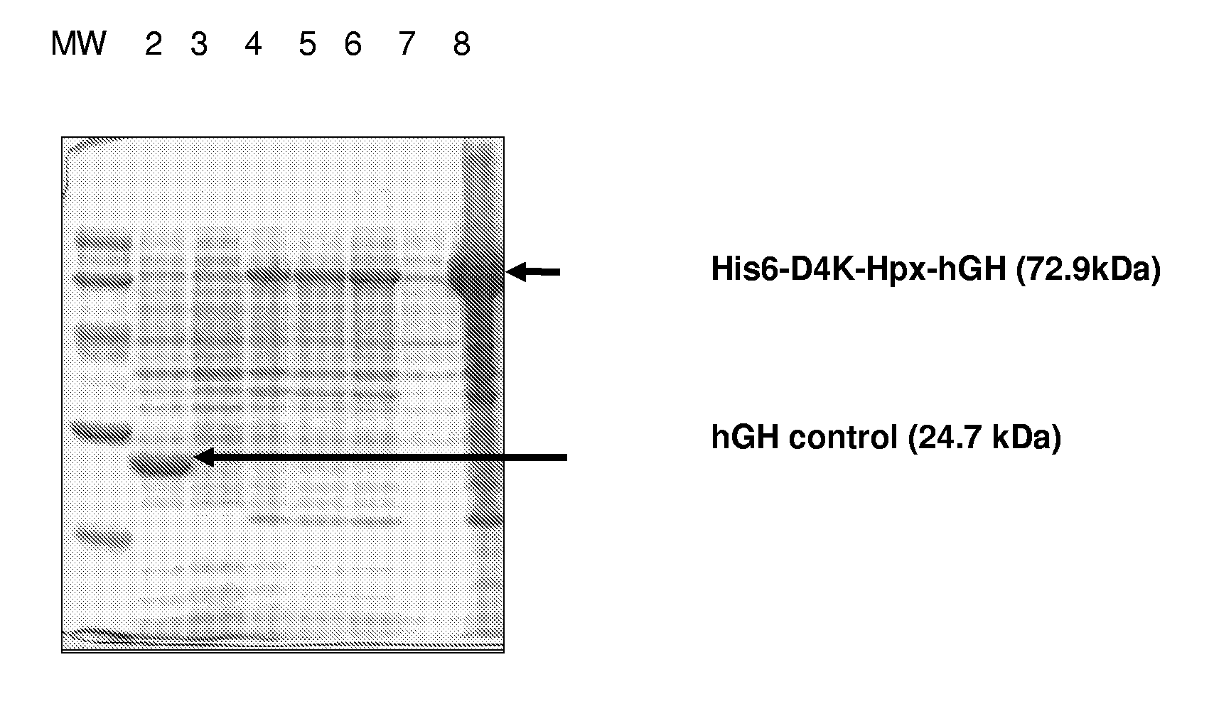 Hemopexin fusion proteins