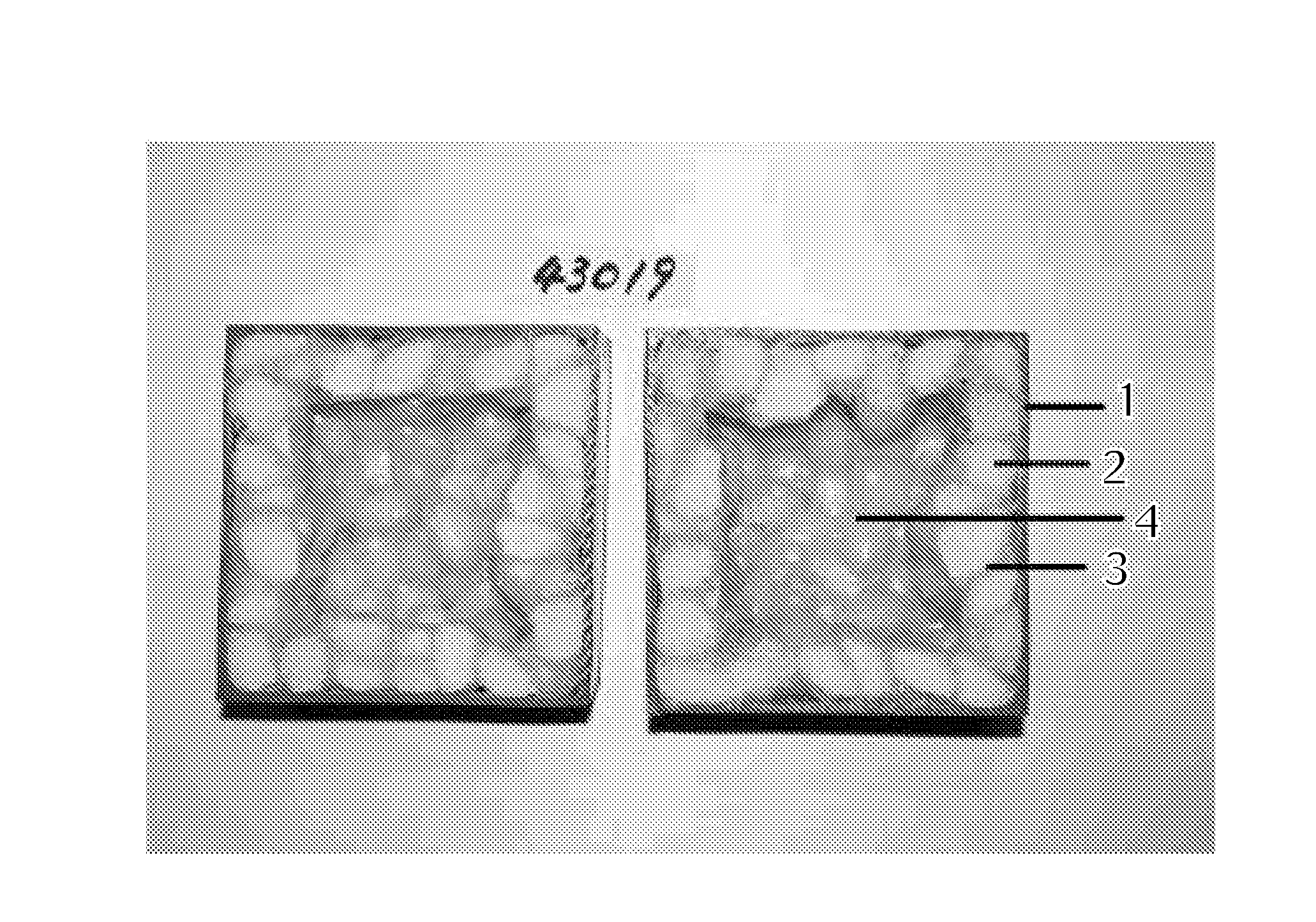 Process for producing plastic foam composite