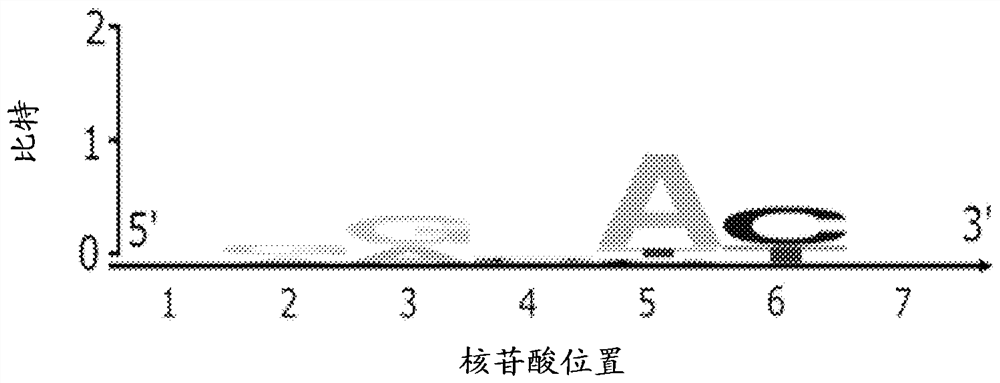 Dna-cutting agent