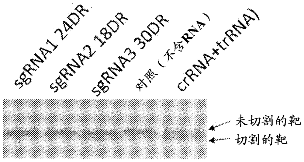 Dna-cutting agent